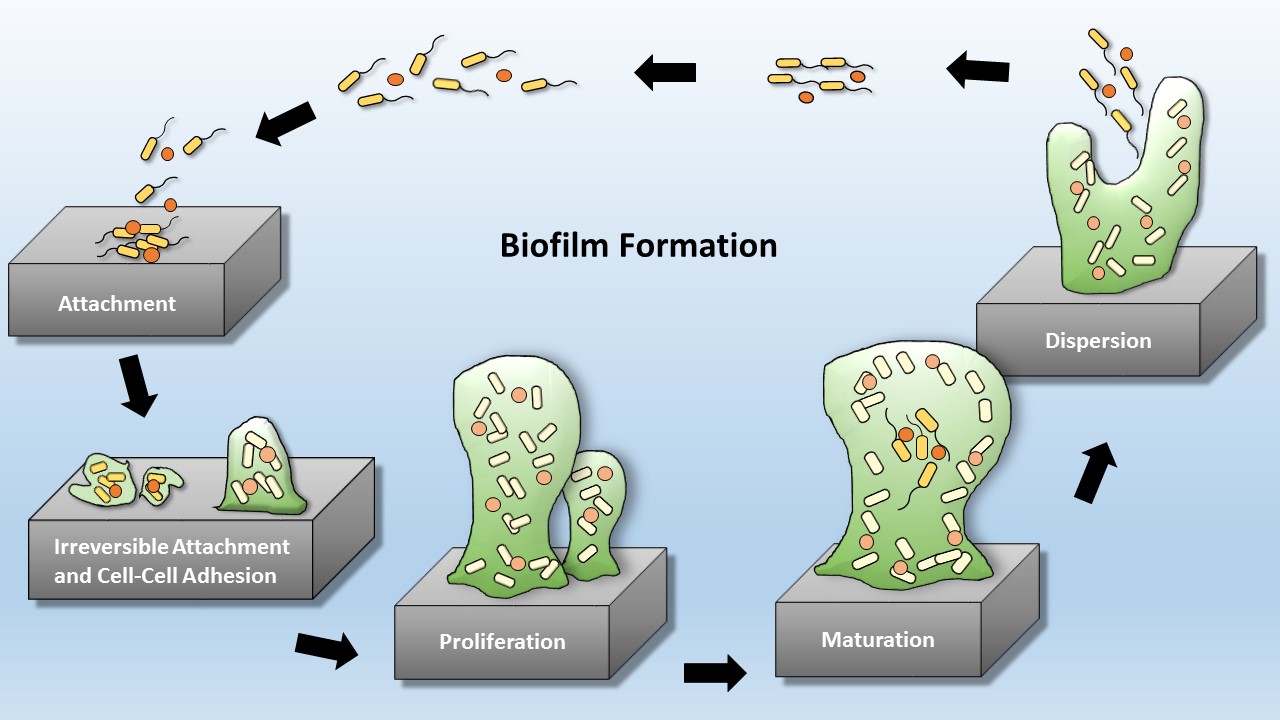 Biofilm Formation Slide - Copy - Perfectus Biomed