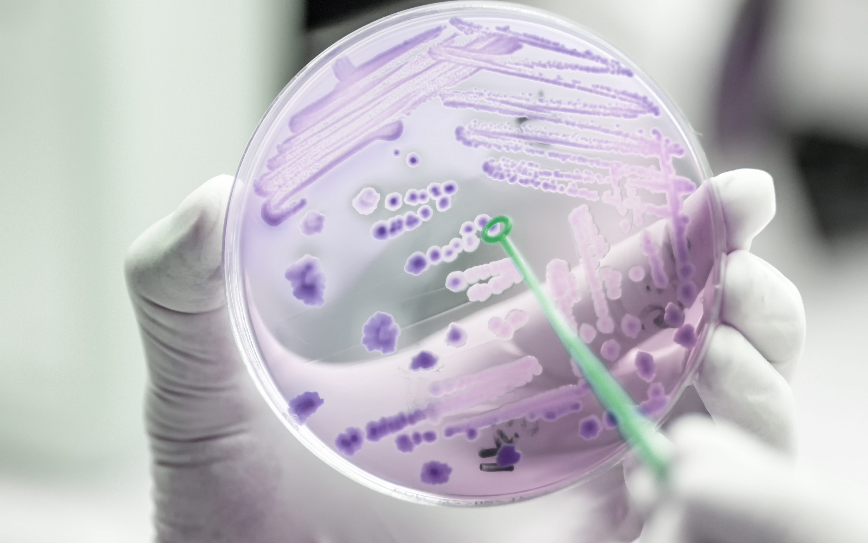 biofilm testing in a petri dish