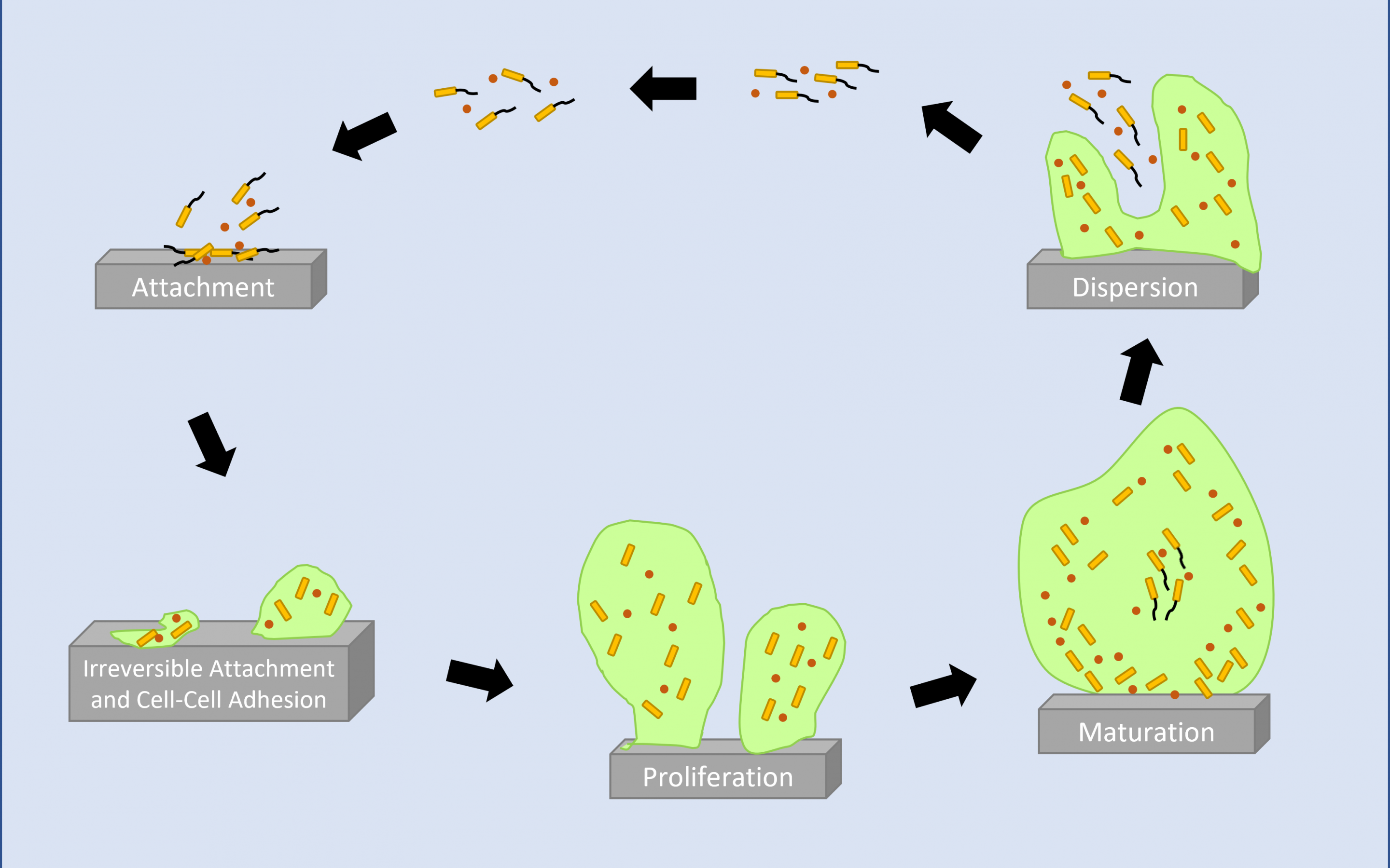 cycle of biofilm growth and attachment
